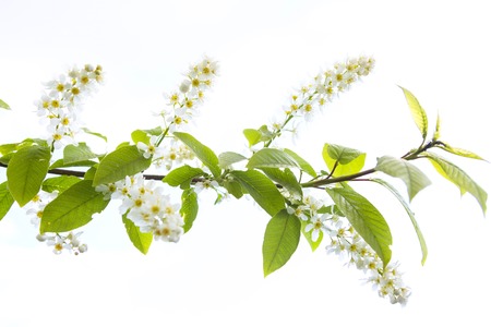 Bird cherry tree in blossom. Bird cherry closeup with selective focus.の写真素材