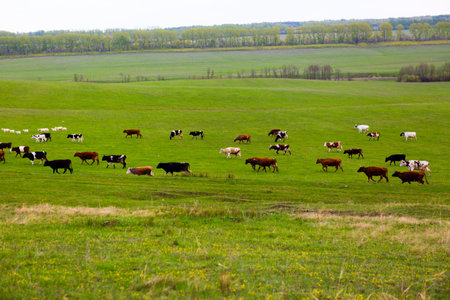 Cows on a summer pasture on green fieldの写真素材