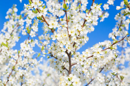 cherry blossom, Japanese spring scenics Spring flowers Spring Background