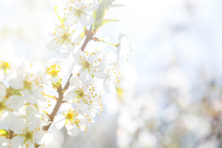 beautiful closeup spring blossoming tree. Spring flowers Spring Background.の写真素材