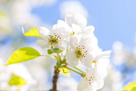 Blossom tree over nature background. Spring flowers Spring Backgroundの写真素材