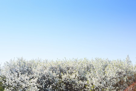 Blossom tree over nature background. Spring flowers Spring Backgroundの写真素材