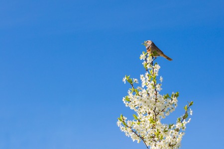 Singing Thrush nightingale Luscinia luscinia against green background.の写真素材