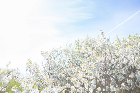 Beautiful cherry blossom sakura with nice blue sky