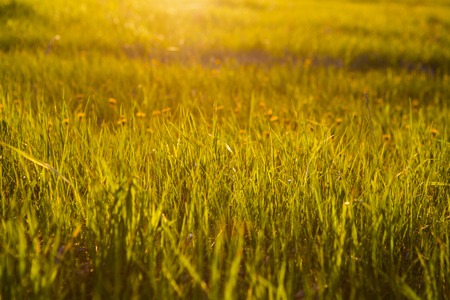 Beautiful summer sunset landscape, orange green grass, bright yellow sun light, gorgeous warm weather, warm season concept.の写真素材