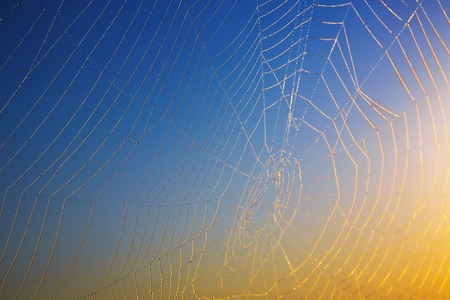 Morning dew. Shining water drops on spiderweb. Hight contrast image.の写真素材