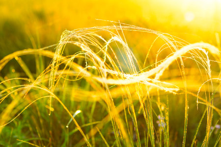 Morning dew in the rays of the rising sun and stems of grass. Morning fresh grass.
