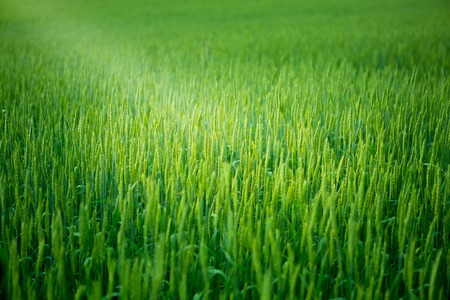 Green wheat in the field. Nature background.の写真素材