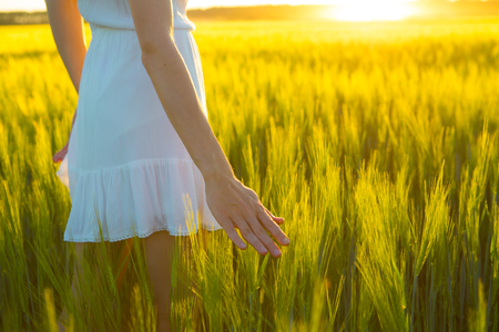 Woman hand touching wheat ear in wheat field, sunset lightの写真素材