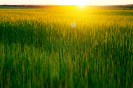 Bright sunset over wheat field. Copy space of the setting sun rays on horizon in rural meadowの写真素材