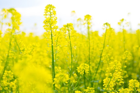 Field of yellow flowers. Wildflowers. Spring or summer backgroundの写真素材