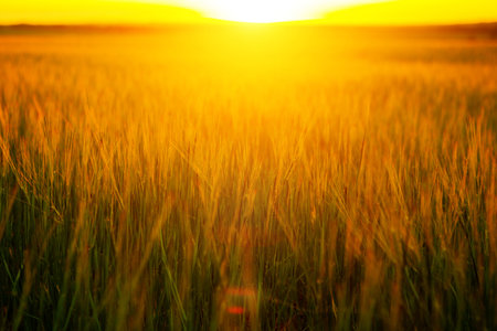 Sunset over wheat field. Beautiful sunset. Nature background. Copy space of the setting sun rays on...