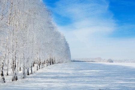 Winter park in snow. Snowy beautiful wite winter. Christmas background.