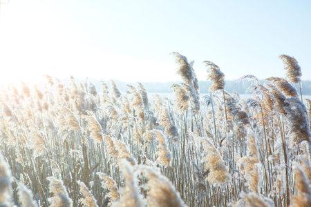 The grass in the frost. Winter landscape.の写真素材