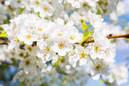 Flowers of the cherry blossoms on a spring day
