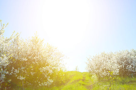 Beautiful blooming cherry tree over blue skyの写真素材