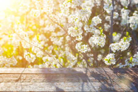 Empty wooden table with cherry blossoms. Spring nature flower background. Sakura, Japan.