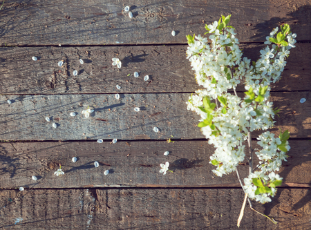 Spring flowers. Cherry blossoms on wooden backgroundの写真素材