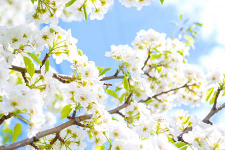 Blossom of White Sakura with a blue sky