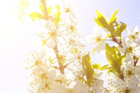 Blossom tree over nature background. Spring flowers Spring Backgroundの写真素材