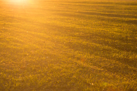 Autumn or summer background sunset yellow wild grass.
