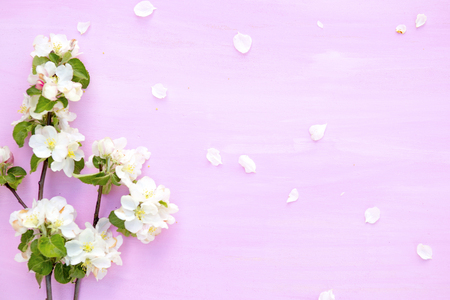 Blossom spring flowers of apple on a pink wooden background.の写真素材