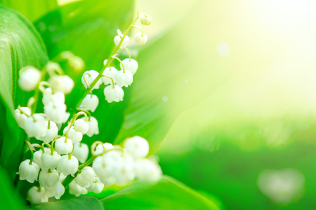 Lily of the valley. Nature flowers in sunny day.の写真素材