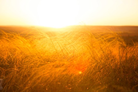 Beautiful landscape with autumn meadow. Dry autumn yellow grass over sunset or sunrise.の写真素材