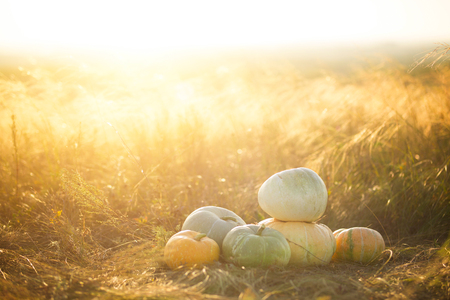 Pumpkins outdoor. Pumpkin on dry autumn yellow grass over sunset or sunrise. Sunbeam.の写真素材