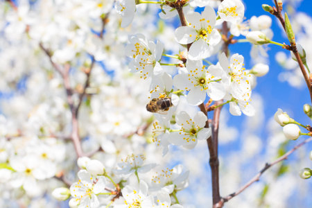 Beautiful white cherry bloom background with bee on flower.