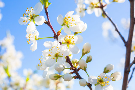 Beautiful cherry blossoms in spring over clear blue sky.