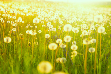 Field of dandelions. Green summer meadow with dandelions at sunset.の写真素材