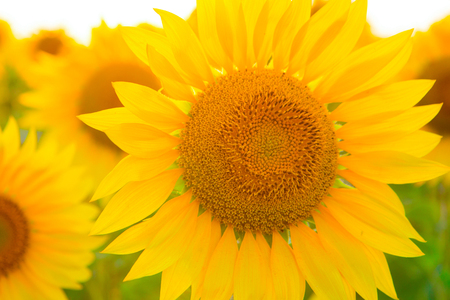 Sunflowers are blooming close-up. Field of yellow flowers.の写真素材