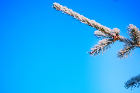 Tops and crowns of fir trees covered with snow against the blue sky, frozen spruce in the forest sky background.の写真素材