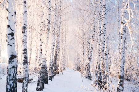 Snow covered trees in the forest. Winter landscape.の写真素材