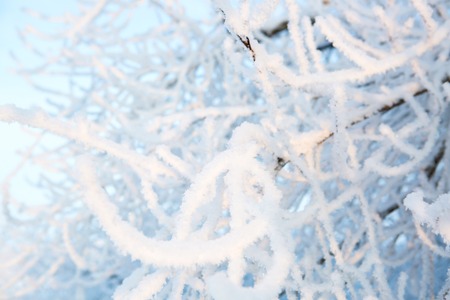 Photo of branches covered in ice after an ice storm.の写真素材