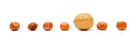 A line of six whole hazelnuts and one walnut isolated on a white background. The concept is not like...