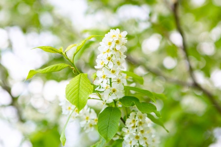 Bird cherry closeup with selective focus. Focus is on central part of the image.の写真素材