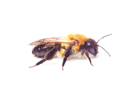 Honeybee Anthidium sticticum, Megachilidae isolated on a white backgroundの写真素材