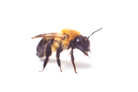 Honeybee Anthidium sticticum, Megachilidae isolated on a white backgroundの写真素材