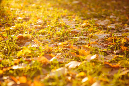 Beautiful autumn landscape with yellow trees and sun. Autumn season concept Beautiful autumn...