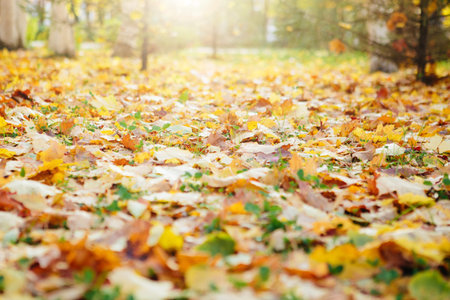 Dry oak leaves on the ground in a beautiful autumn forest Beautiful autumn landscape with fallen...