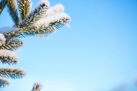 Spruce branch in the snow against the blue sky Branches covered with snowの写真素材