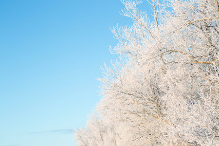 Beautiful winter landscape birch trees with hoarfrost, covered at sunbeams of setting sun, fairy...