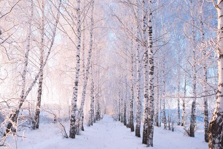 Winter morning in the mountains. Snow-covered tree branches against the blue sky. Branches covered with snowの写真素材