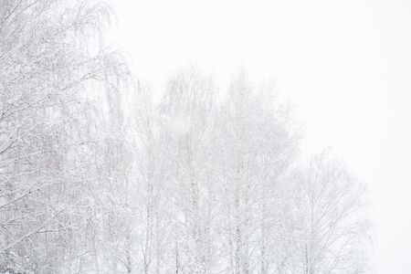 February cloudy day winter landscape with snow-covered maple trees in a public city parkの写真素材