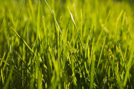 Background of a green grass close up at sunrise or sunset with sun raysの写真素材