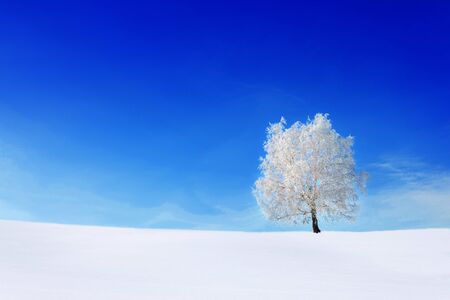 One frozen tree in a winter white field and blue clear sky. Natureの写真素材