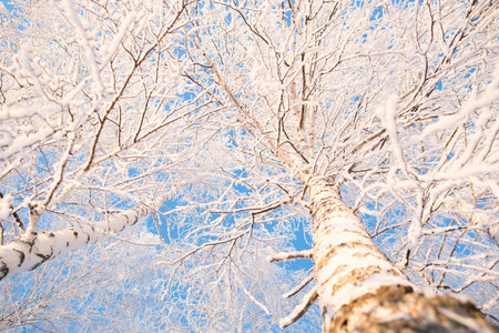 Birches in winter frozen by snow and ice rain with astonishing blue sky behind its treetops....