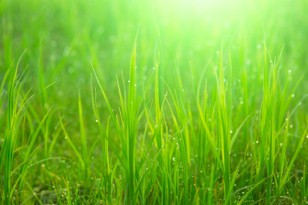 Close up fresh green grass with drops. Nature Background.の写真素材